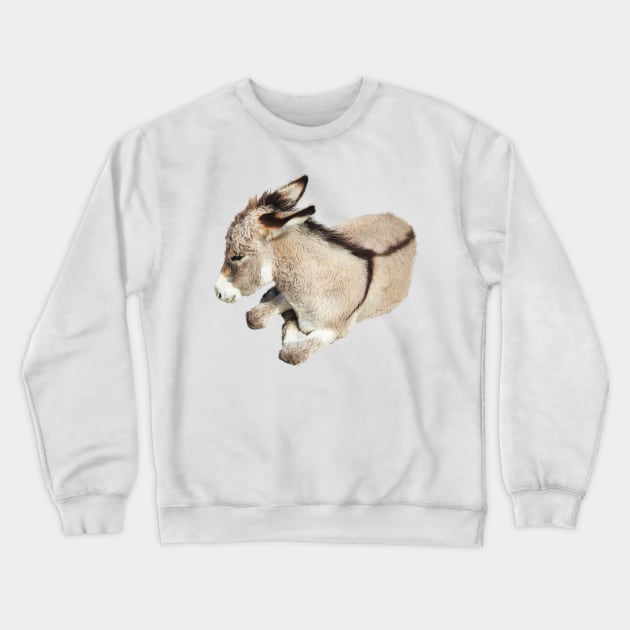 Wild burro, donkey, wildlife, Cutie Pie Crewneck Sweatshirt by sandyo2ly